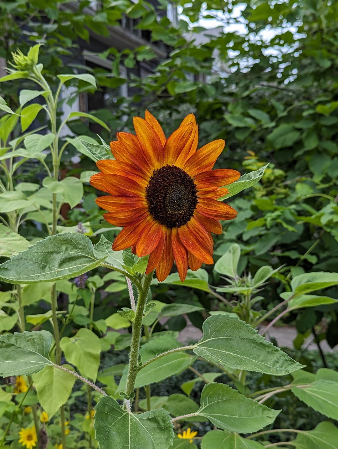 a rusty-orange variety of sunflower in bloom.